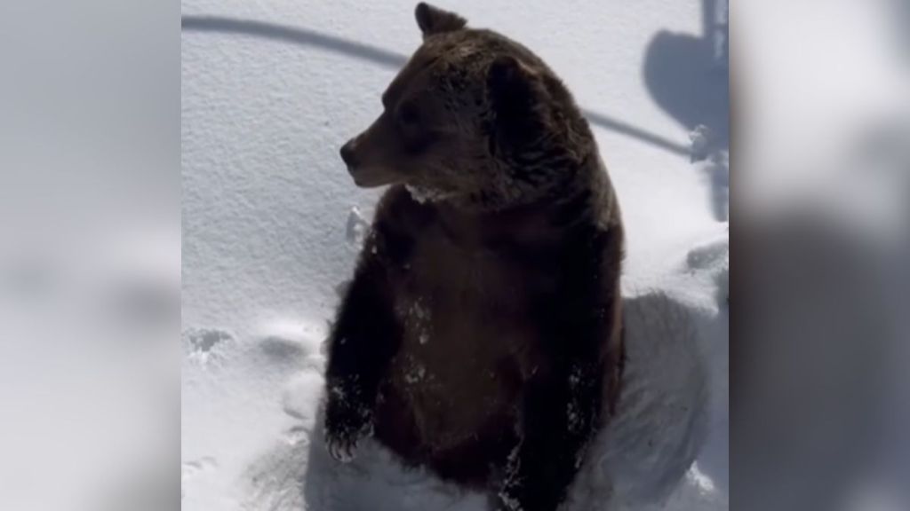 A grizzly bear emerging from the snow.