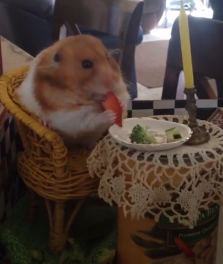 A hamster eating dinner off a tiny plate on a table made from a can.