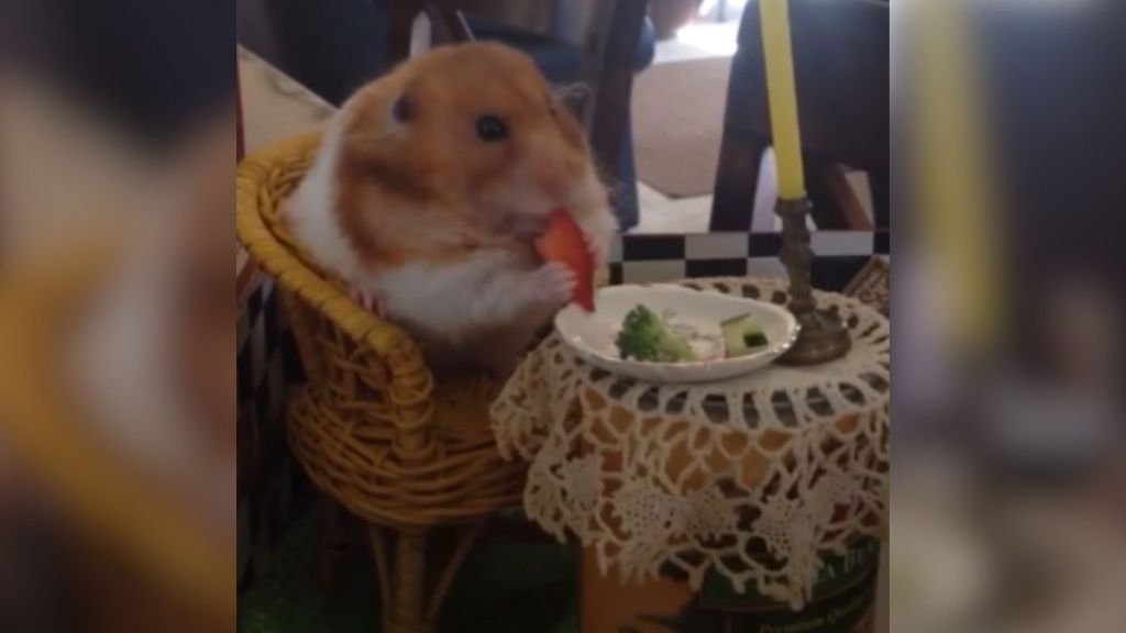 A hamster eating dinner off a tiny plate on a table made from a can.