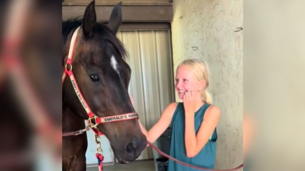 A little girl smiles at the horse she leased for practice.