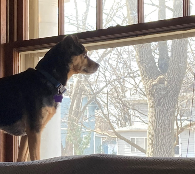 Tango stands on the back of a couch, staring out of a window.