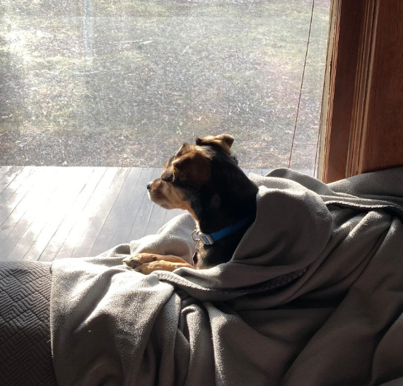 Tango sits on the back of a couch next to a window. He's wrapped in a blanket as he looks wistfully outside.