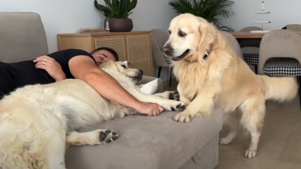A man has an arm around a golden retriever as the two of them nap on a couch. A second golden retriever has their two front paws resting on the couch as he looks at them, eyes wide from shock.