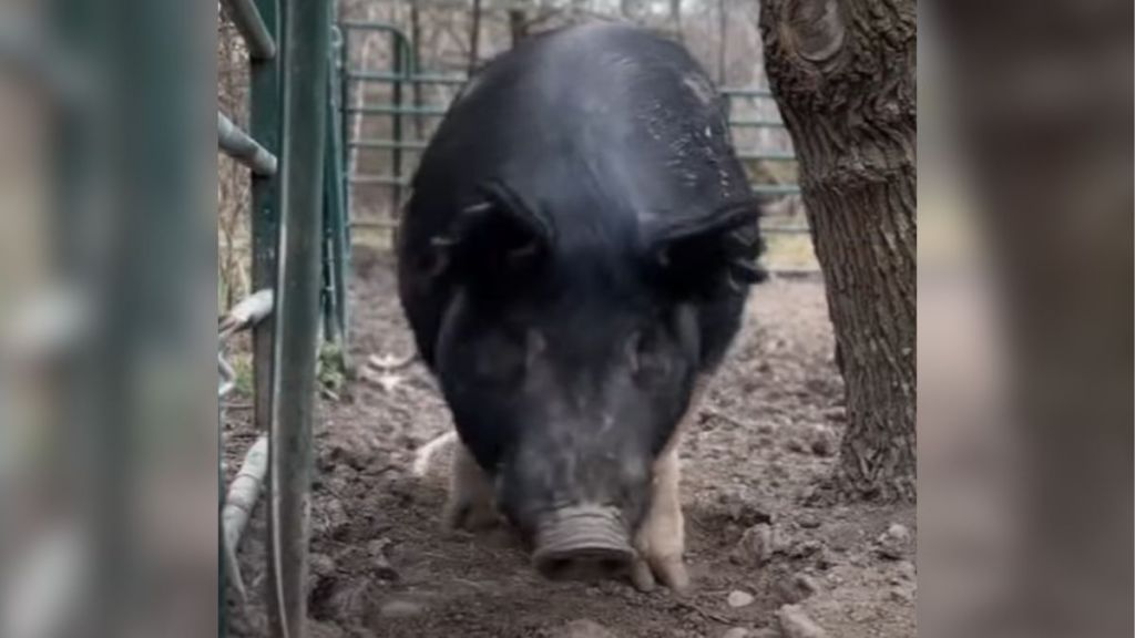 A large pig named Kevin Bacon on his farm.