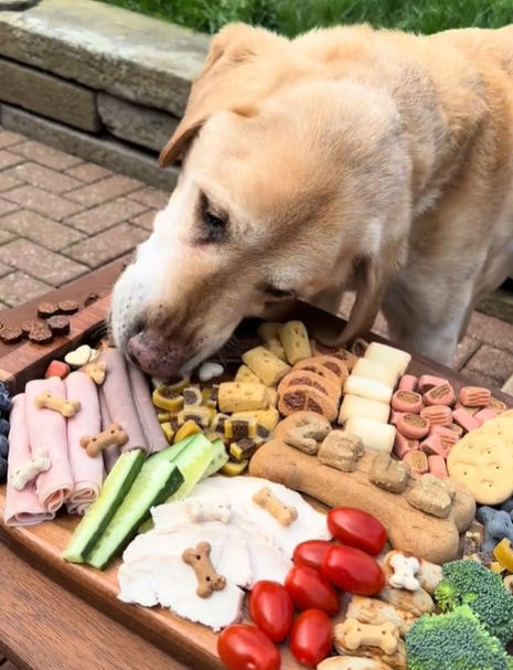 A labrador retriever eats delicious treats from a dog-friendly charcuterie board. 
