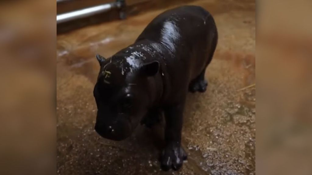 A brand new baby pygmy hippo at the zoo.