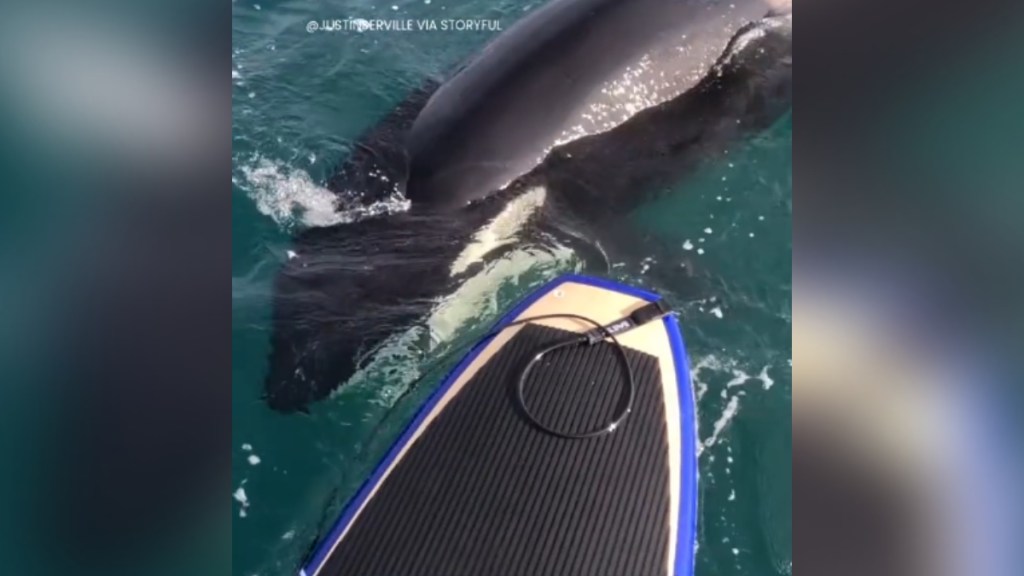 View from someone on a paddleboard. Just breaking the surface of the water next to them is a massive orca swimming by.