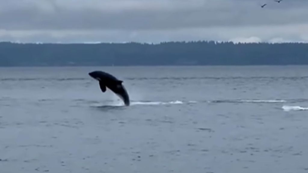 A sighting of an orca whale leaping out of the water.