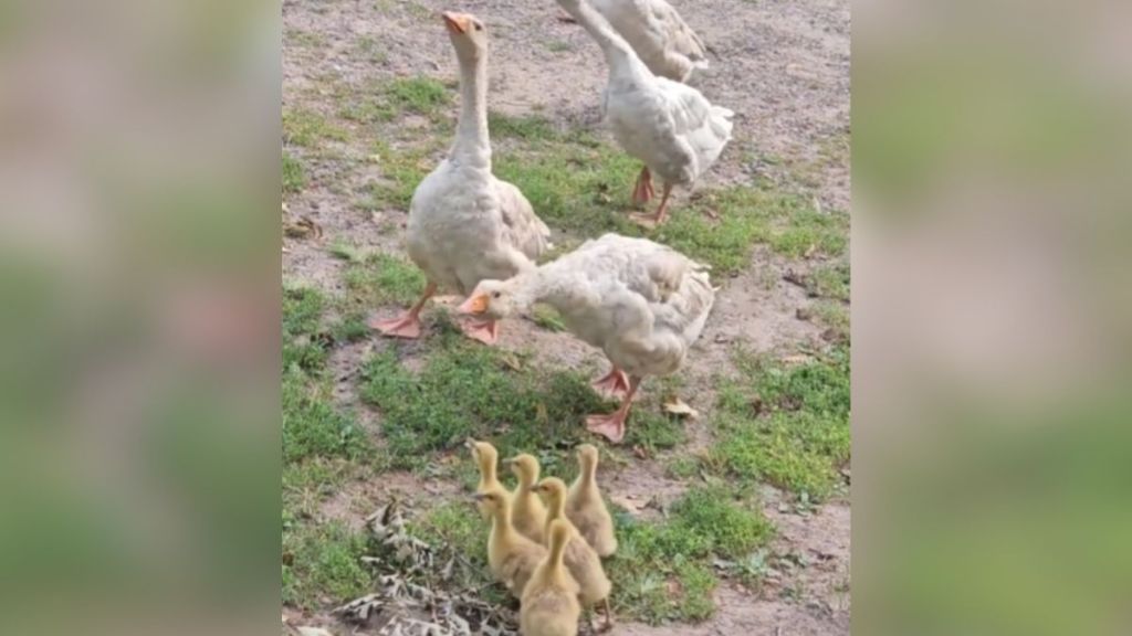 Adult geese are introduced to a group of orphan goslings.