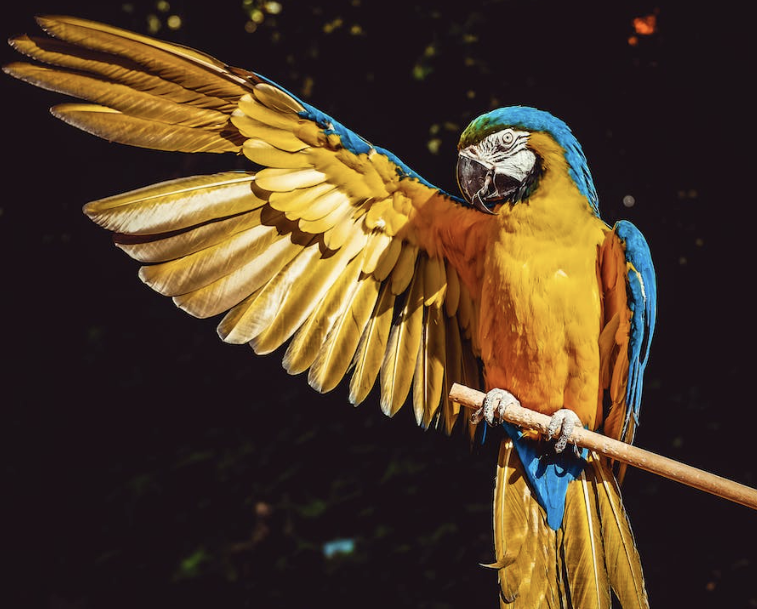 parrot stretching wing