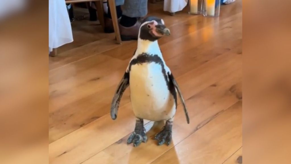 A penguin walking down the aisle at a wedding.