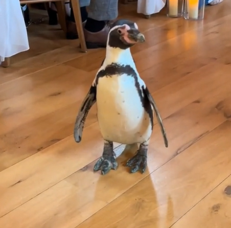 A penguin walking down the aisle at a wedding.