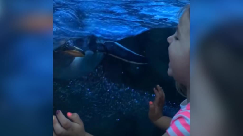 A penguin at the zoo plays peekaboo with a little girl