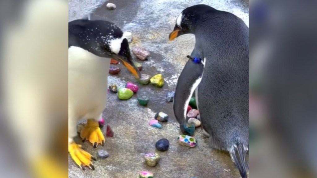 Two penguins search through painted pebbles on the floor.