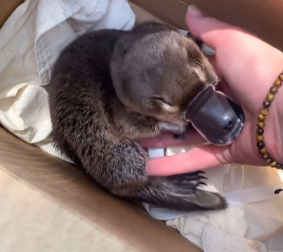 A baby platypus gets his belly rubbed by a human.