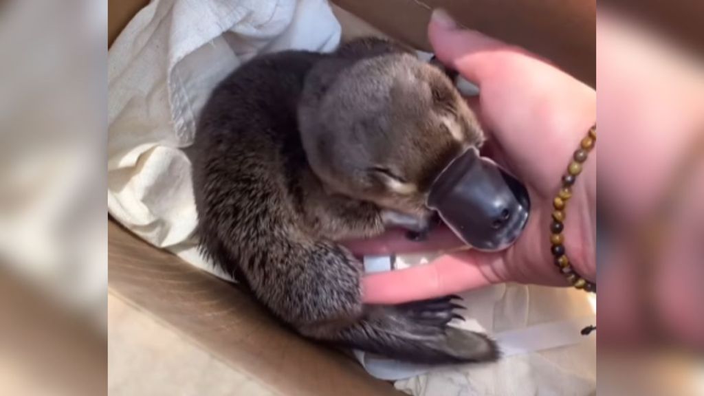 A baby platypus gets his belly rubbed by a human.