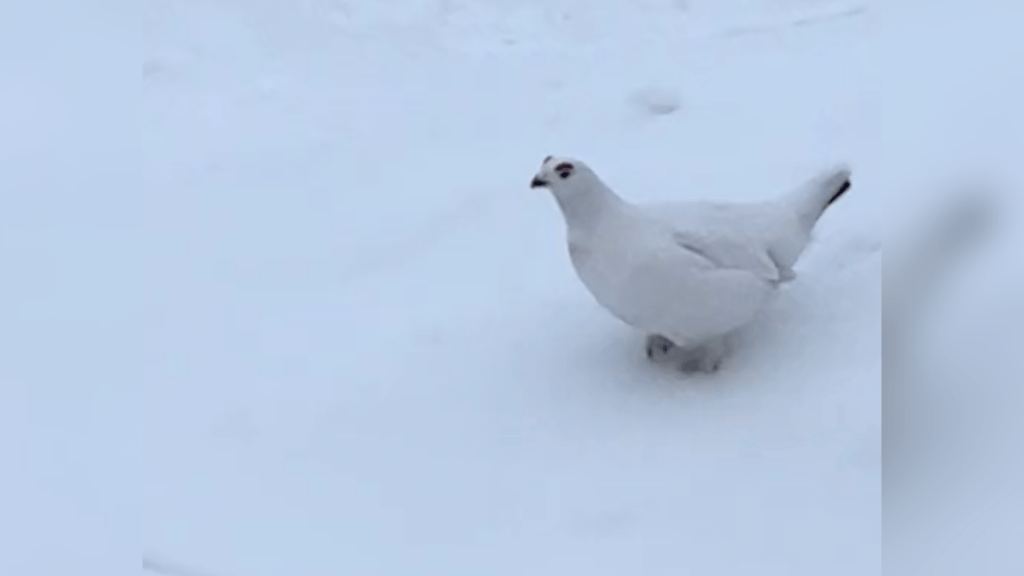 ptarmigan