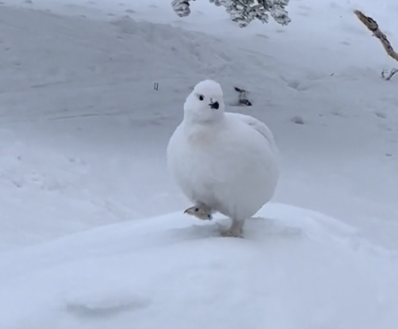 ptarmigan