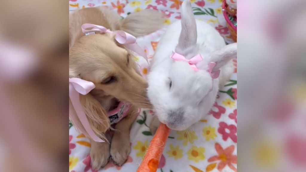 A dachshund and a white rabbit wearing pink bows.