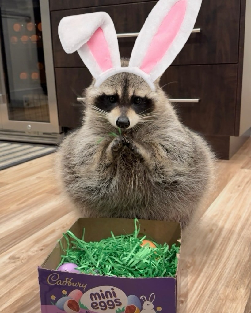 A raccoon dressed up as a Cadbury Bunny. 