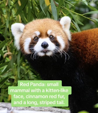 
red panda prompt
