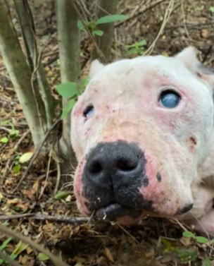 An abandoned dog in the woods looking starved and unhealthy.