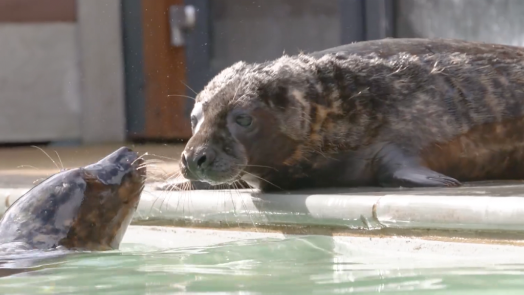 rescued seal pups