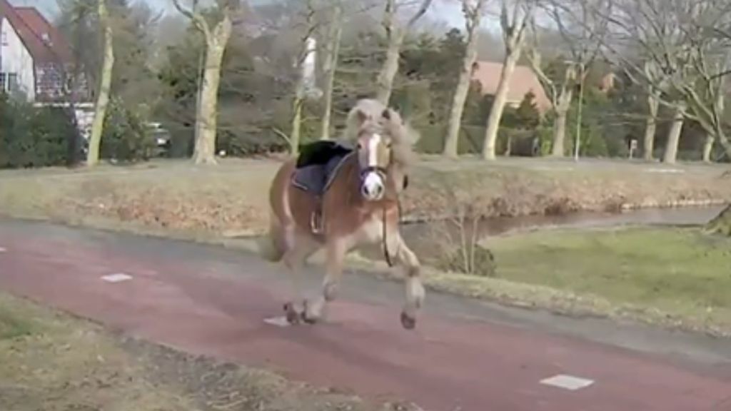 A runaway horse galloping down an empty street.