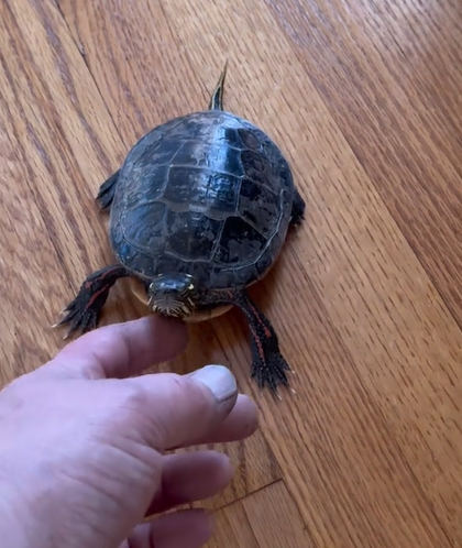 A hand reaches out to pet a turtle that's walking on wood floor inside a home.