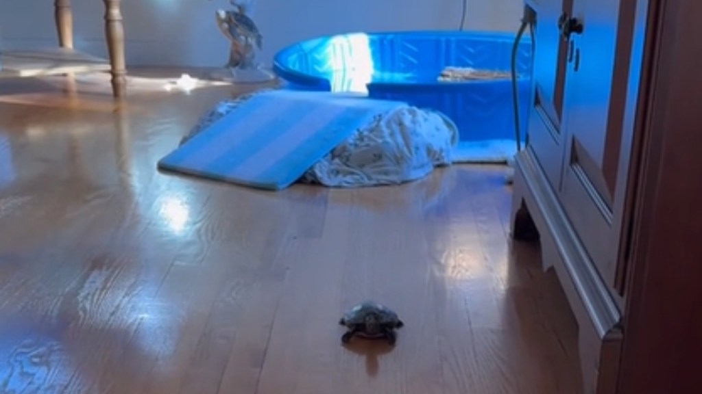 Sergio the turtle walks on the floor away from his kiddie pool with a ramp.