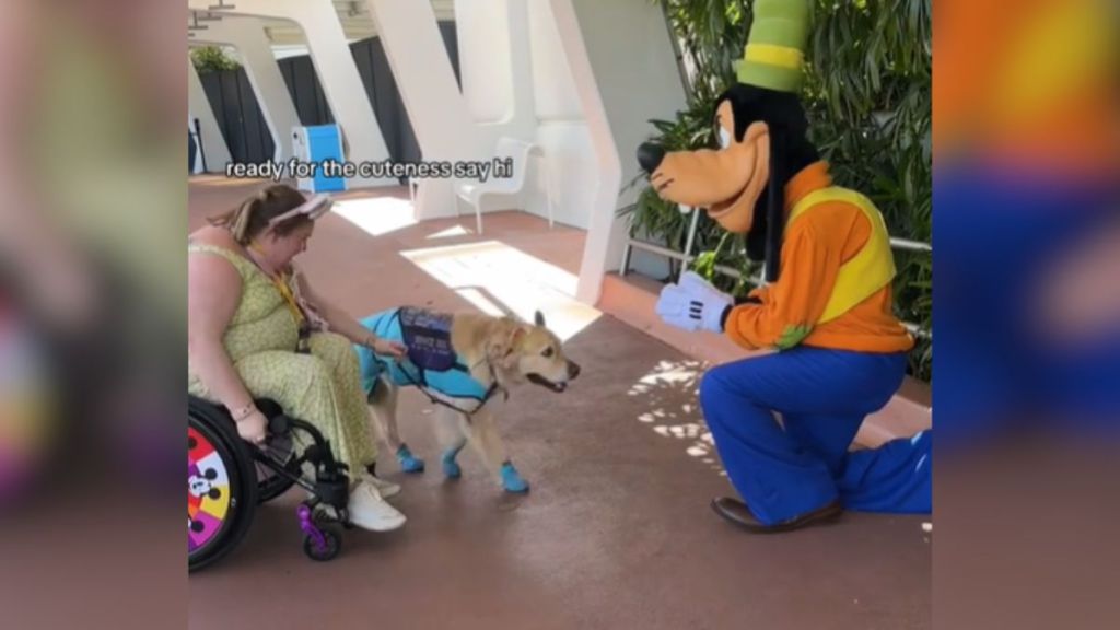 A woman in a wheelchair visits a Disney park with her service dog.