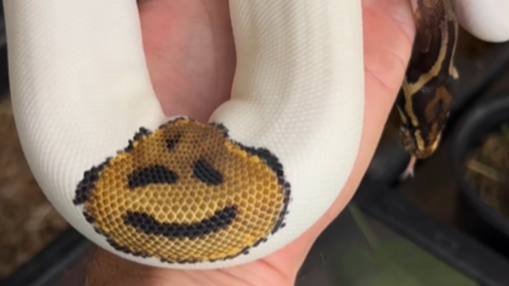 Someone holds a snake that's mainly white with a smiley face marking in yellow and brown.