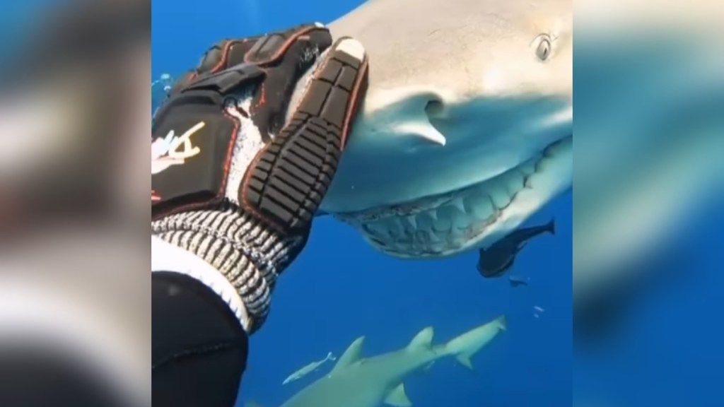 A hand reaches out to pet the nose area of a smiling shark known as Snooty the lemon shark.
