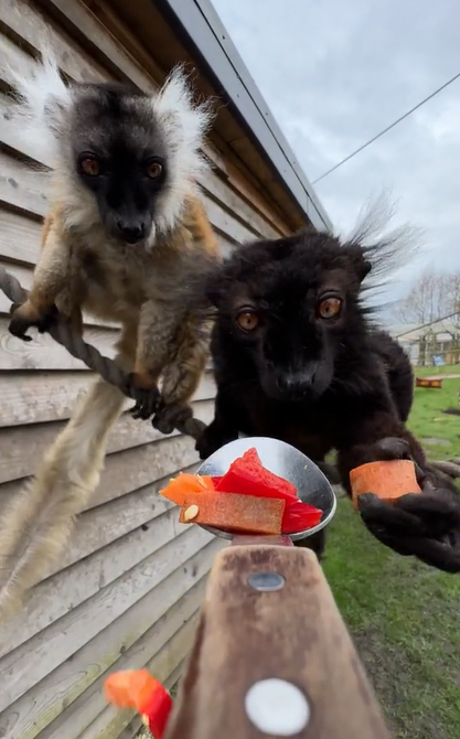 View of two lemurs on a rope from the perspective of someone holding out a spoon with food for them. One lemur is reaching out and has a piece of food in their hand.