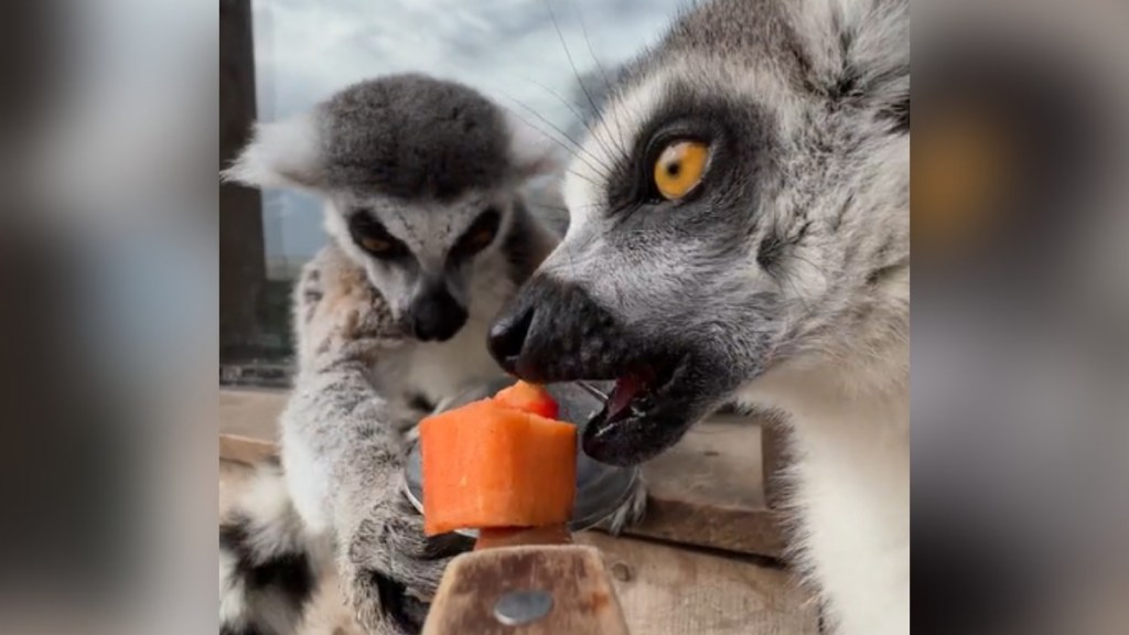 View of two lemurs on a rope from the perspective of someone holding out a spoon with food for them. One lemur is face-forward while the other is giving us a side view. The latter's eyes are wide as he opens his mouth to eat the food on the spoon.