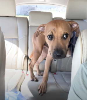 A stray dog sitting in the back seat of a car.