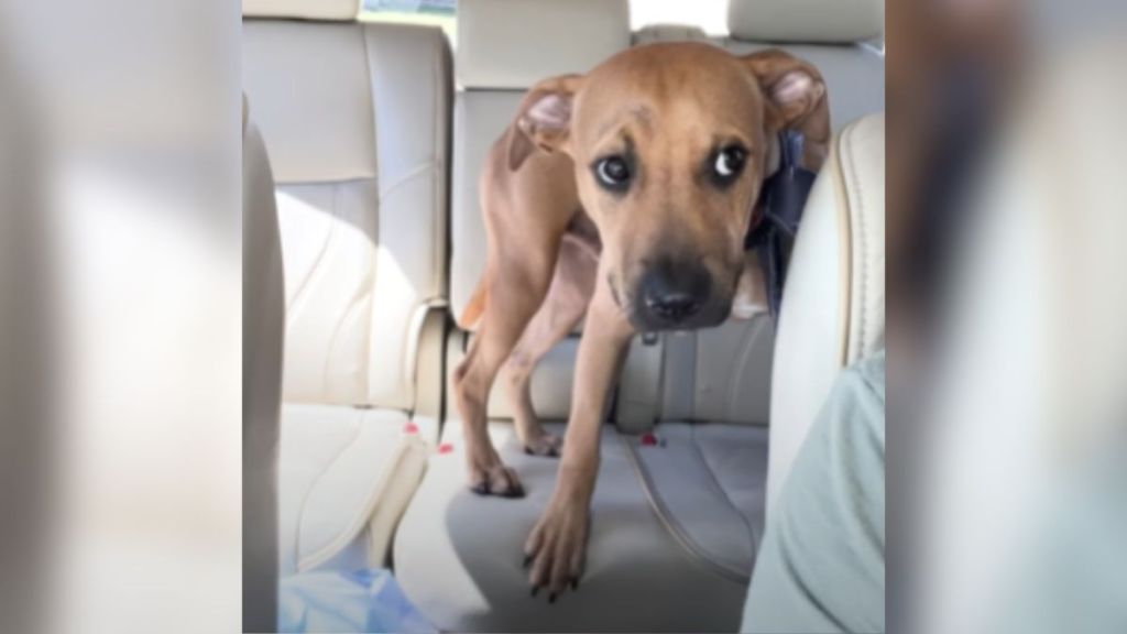 A stray dog sitting in the back seat of a car.