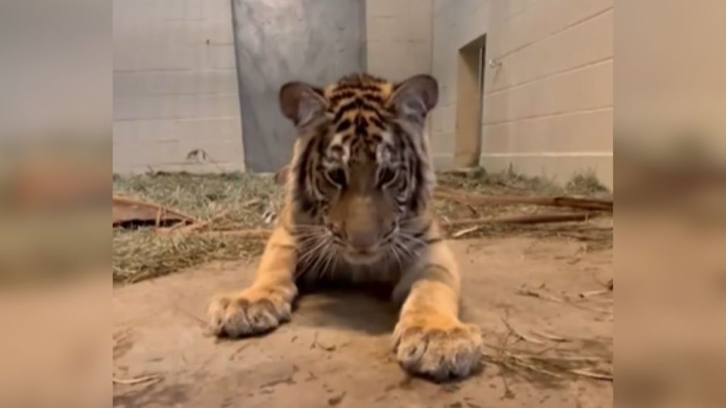 A tiger cub being playful at Oakland Zoo.