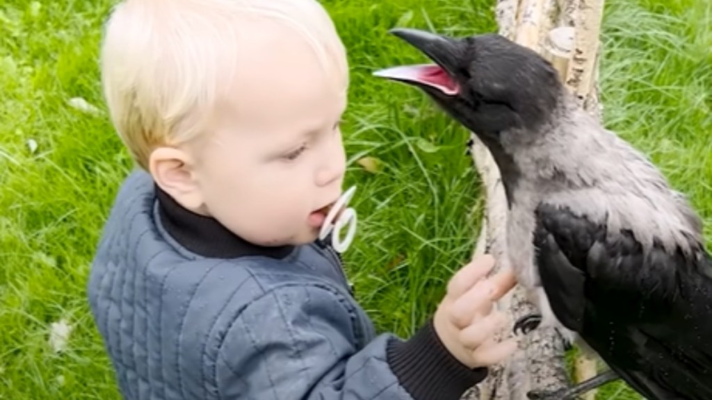 A toddler, who has a pacifier in his mouth, carefully pets a crow whose mouth is open wide to make a noise.