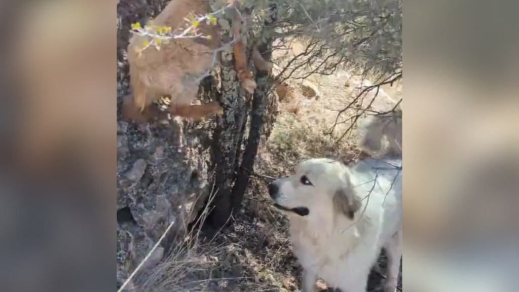 A Great Pyrenees worriedly looks up at a goat that's stuck in a tree.