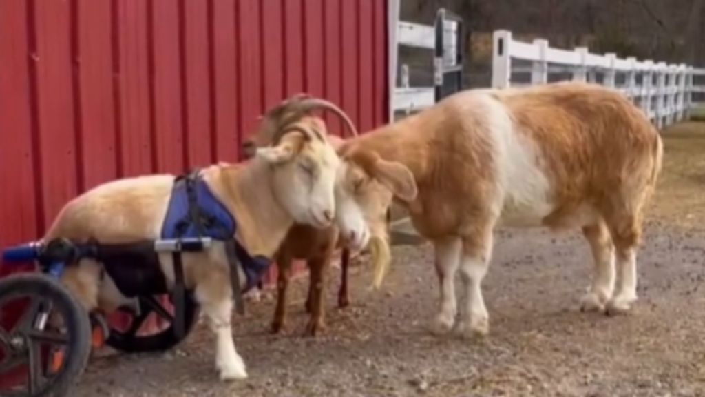 An amputee goat in a wheelchair cuddles with her parents.