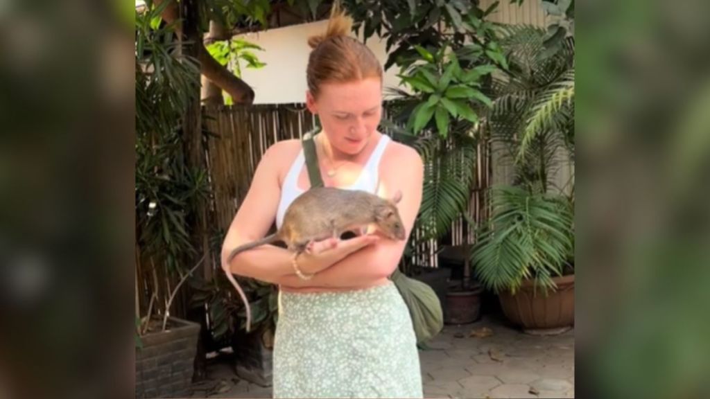 A woman cradling a large, bomb-sniffing rat in her arms.