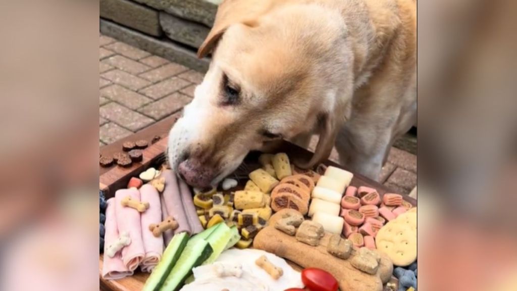 A labrador retriever eats delicious treats from a dog-friendly charcuterie board.