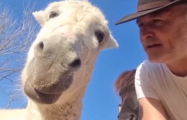 Image shows a man giving his donkey a little pep talk about perception, self-image, and a positive mental attitude.