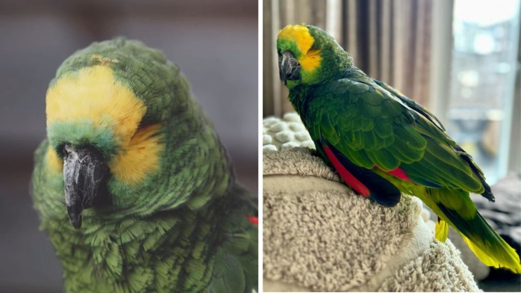 Images show Koko the Amazon parrot.