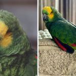 Images show Koko the Amazon parrot.