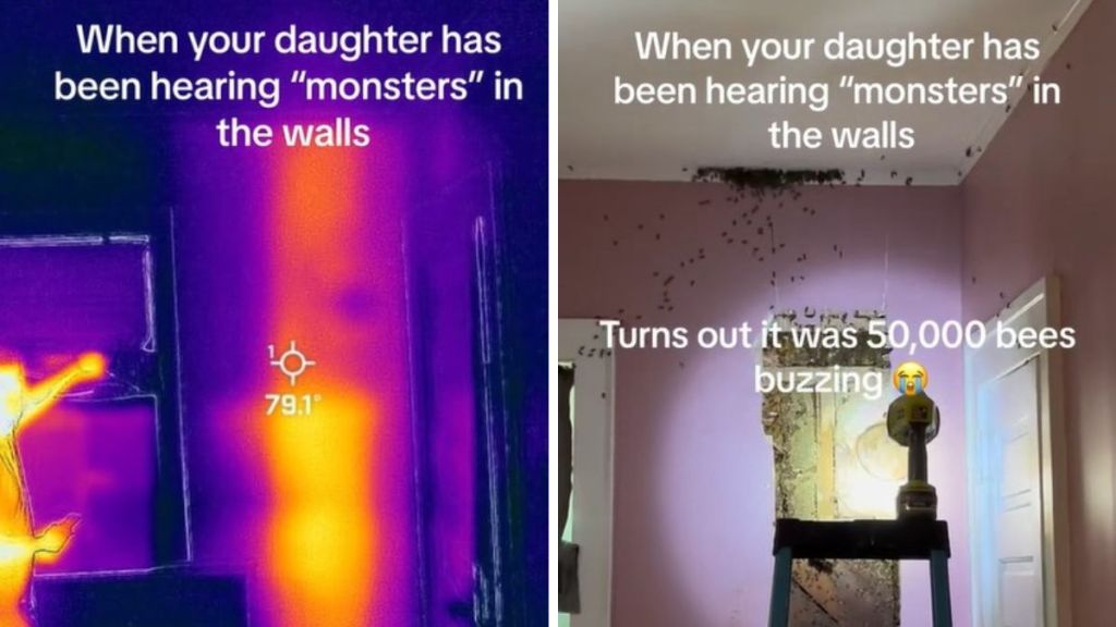 Left image shows a thermal imaging scan with a "warm spot" showing a bee infestation. Right image shows a portion of the wall removed and several hundred bees buzzing around.