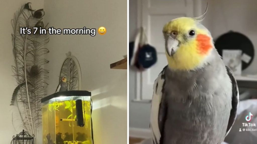 Left image shows a cockatiel singing "September" at 7AM. Right image shows a closeup of the cockatiel.