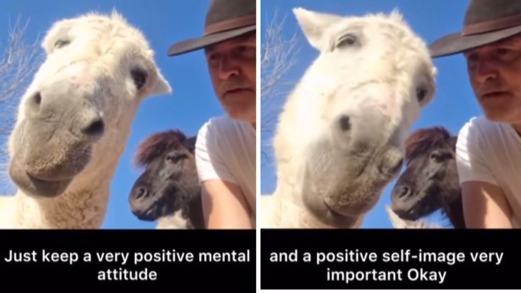 Images show a man giving a donkey a pep talk. Left image shows the words, "Just keep a very positive mental attitude." Right image has the words, "And a positive self-image. Very important, okay?"