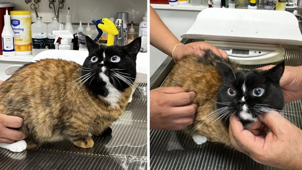 Images show Bruce, a mismatched cat that Reddit users say is a fake cat.